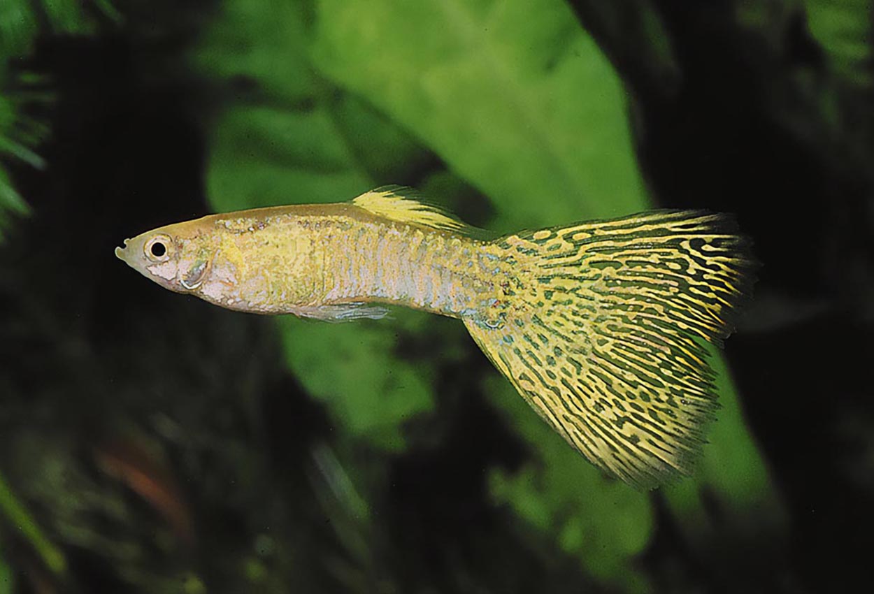 Foto på fisken Poecilia reticulata