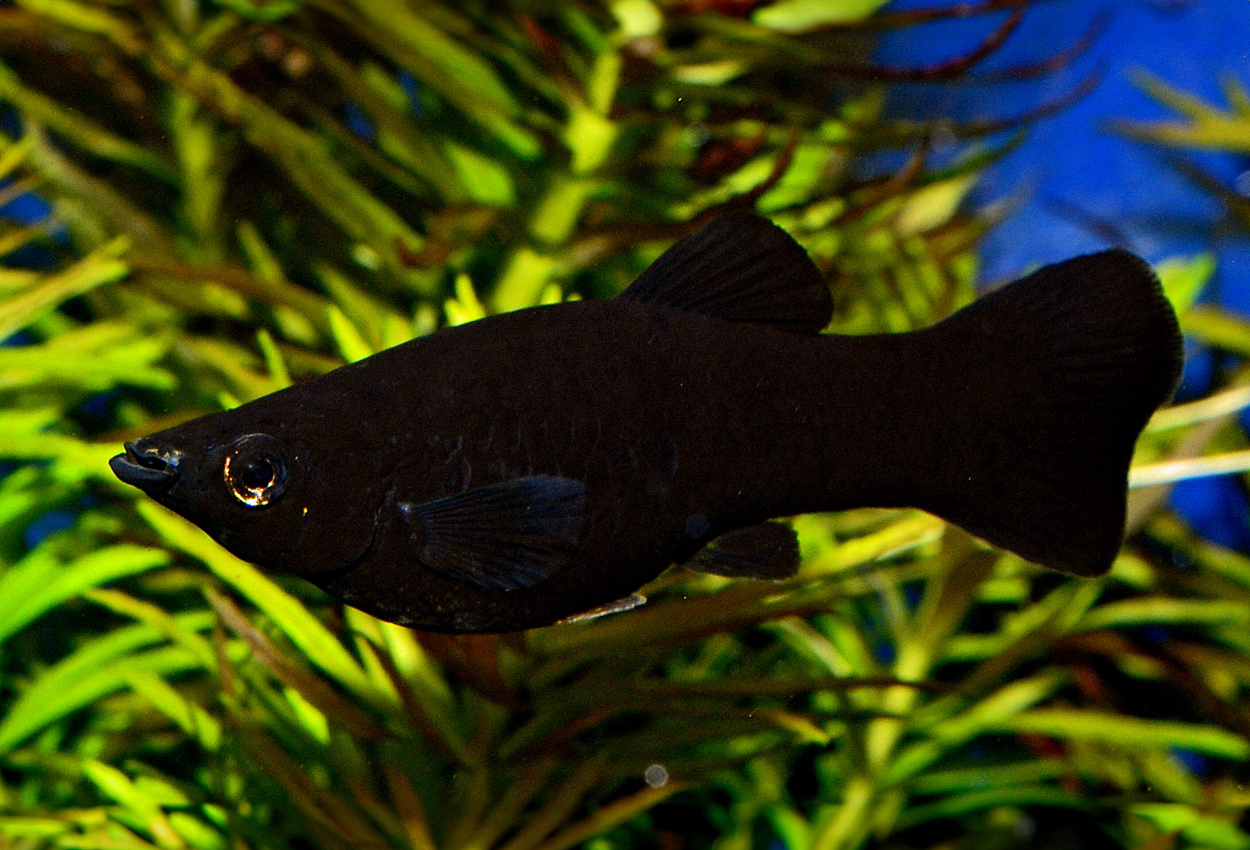 Foto på fisken Poecilia sphenops