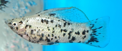 Poecilia velifera