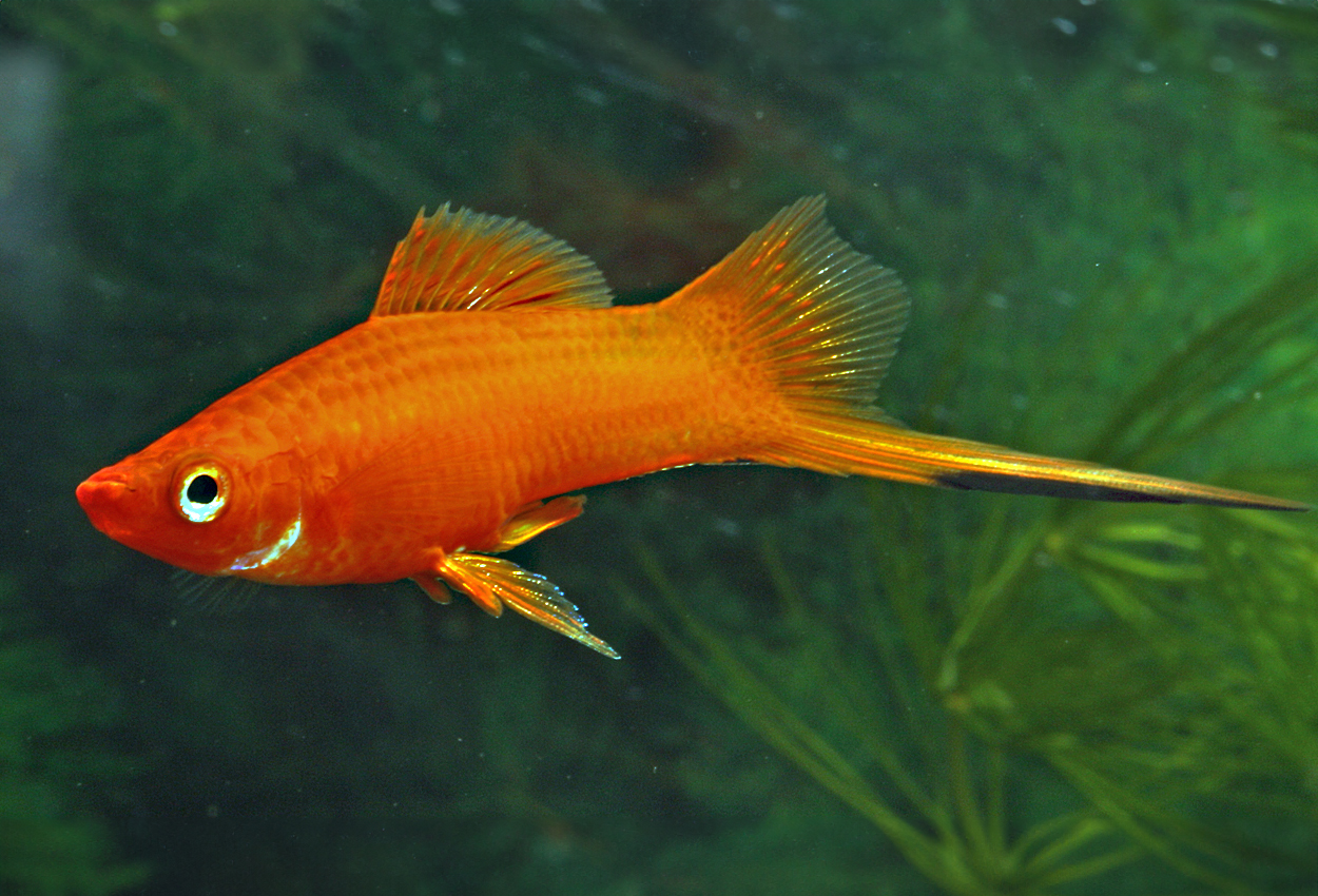 Foto på fisken Xiphophorus hellerii, Röd