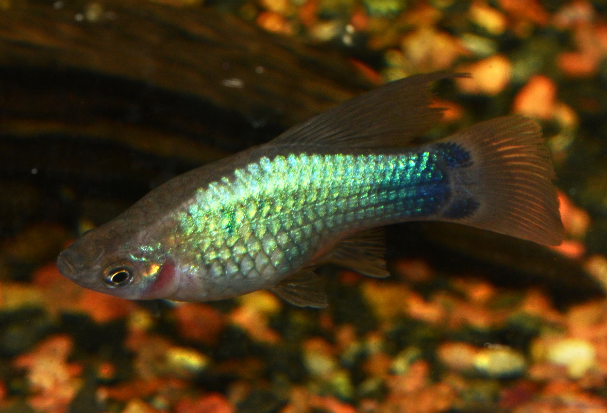 Blue high fin platy