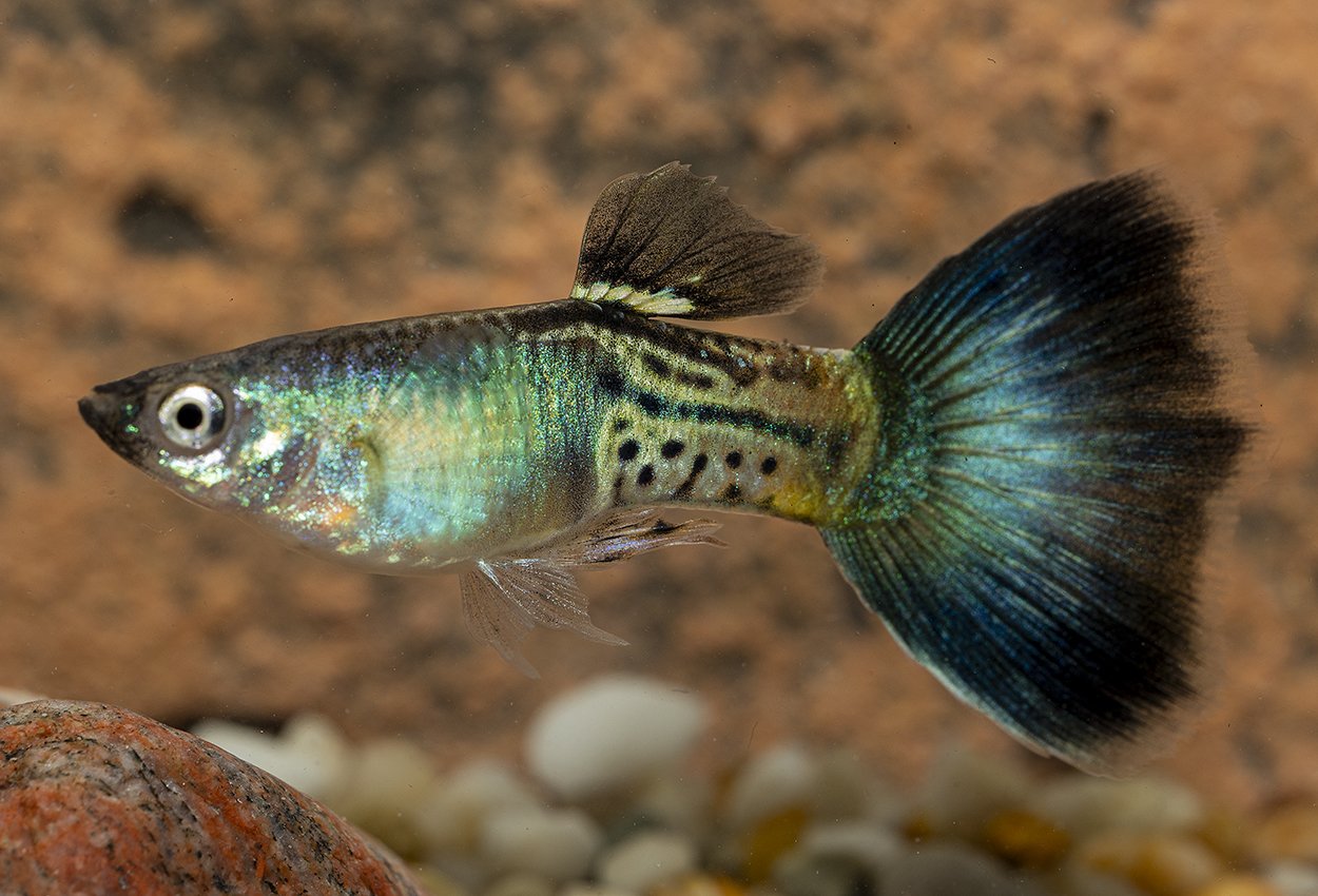 Guppy blå safir hane