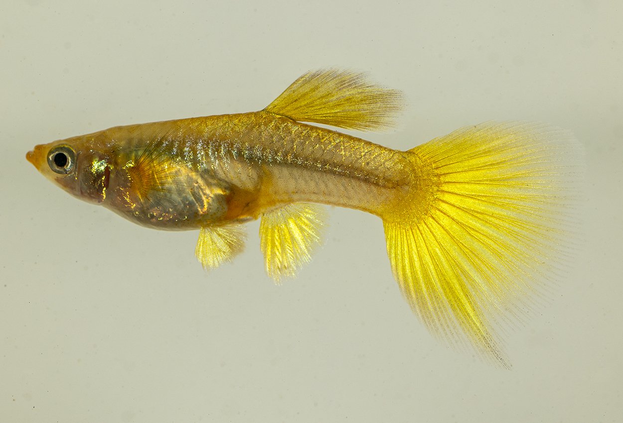 Guppy elefantear 24k gold hona