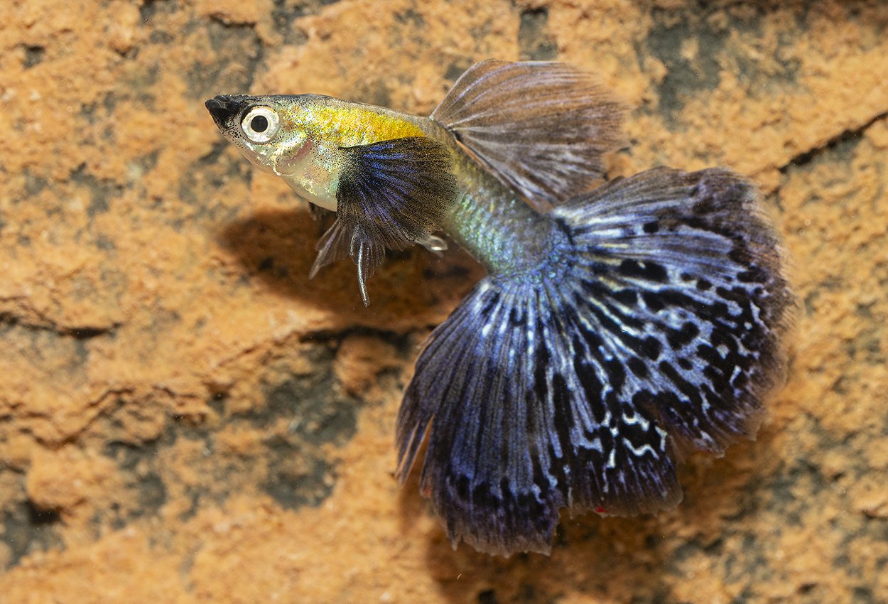 Guppy elefantear navy blue hane