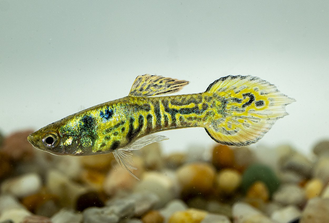 <i>Poecilia</i> <i>wingei</i>