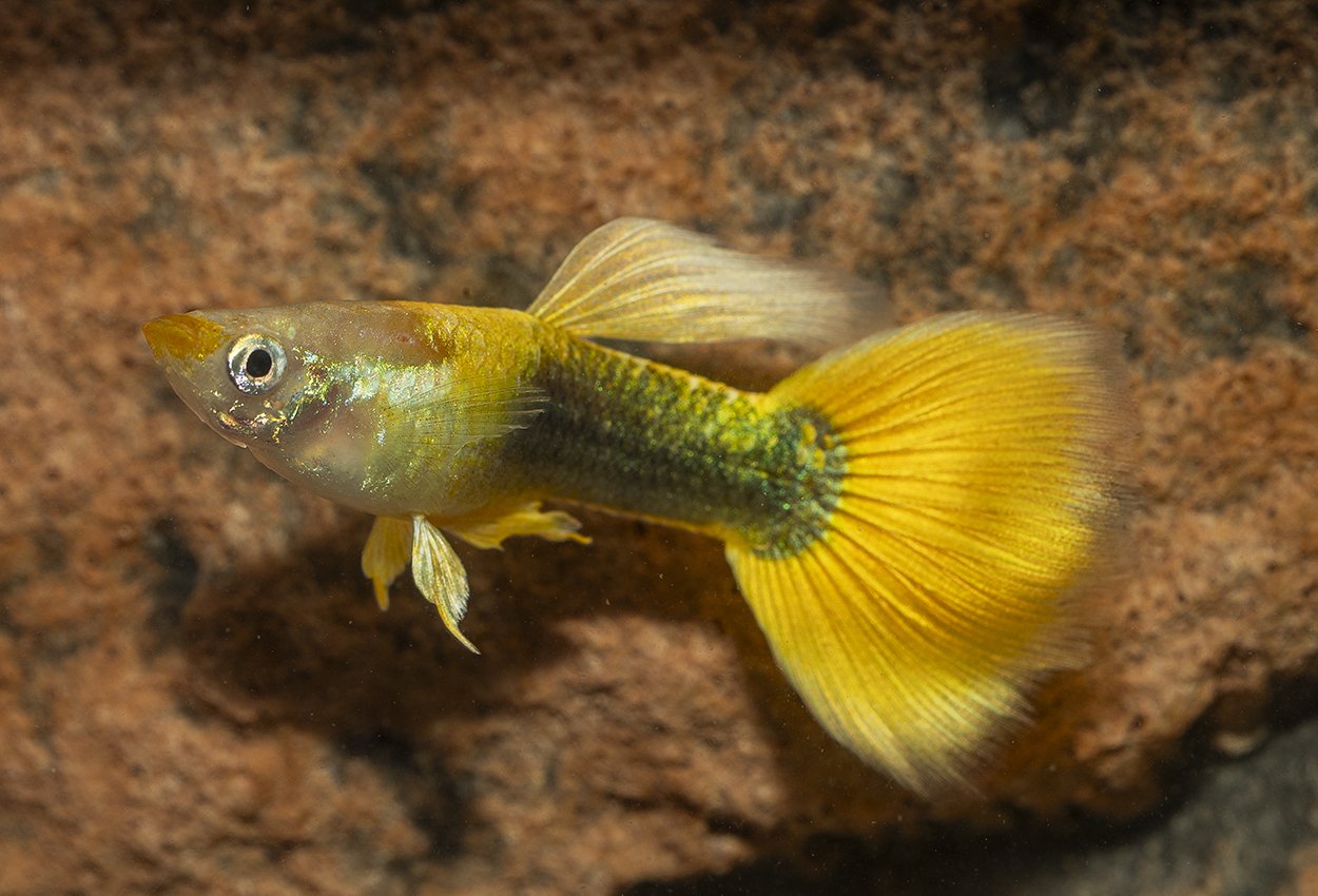 Guppy gul tuxedo hane