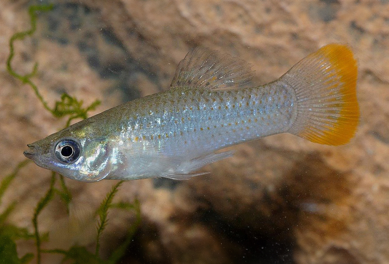 Foto på fisken Poecilia  butleri