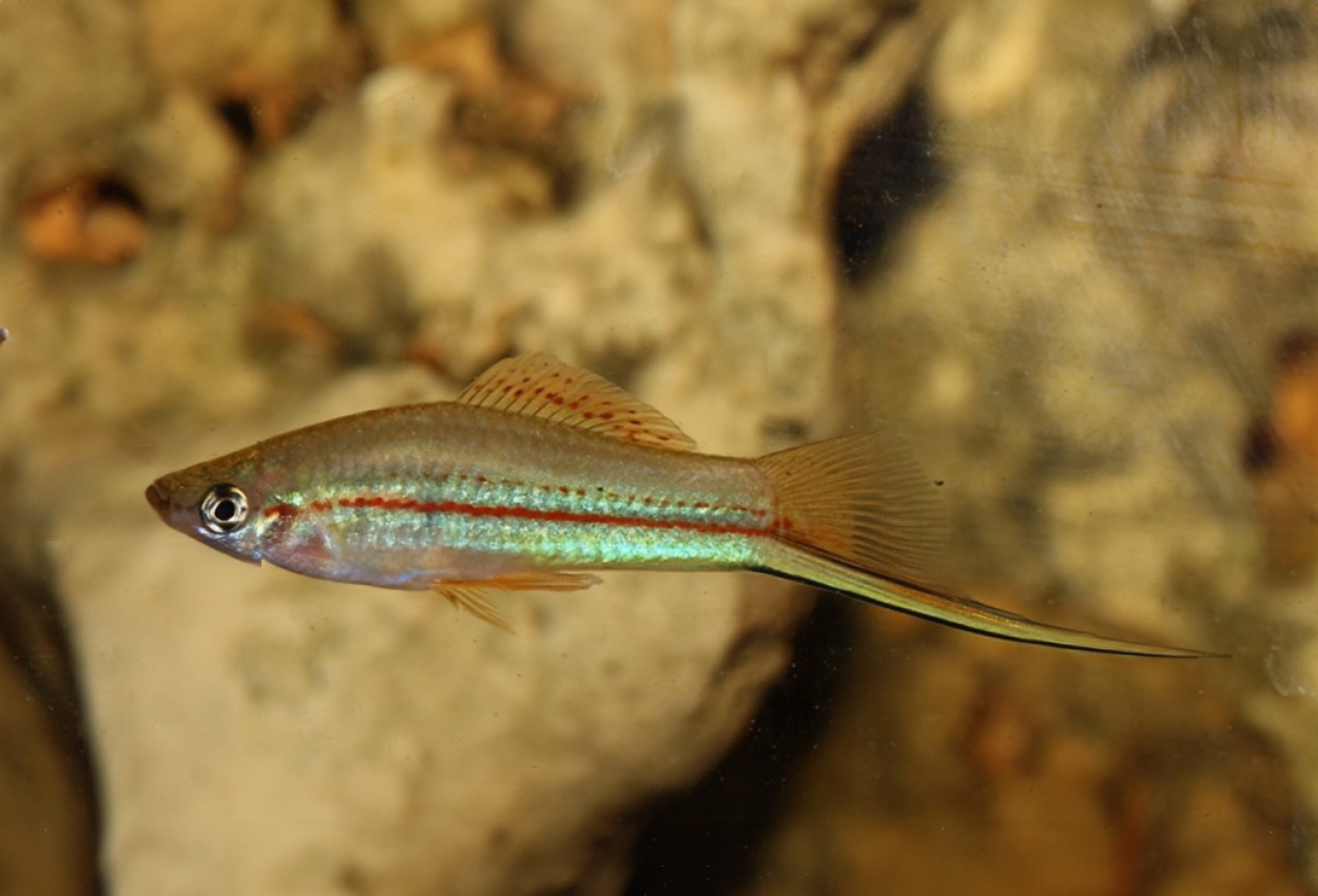 Foto på fisken Xiphophorus hellerii