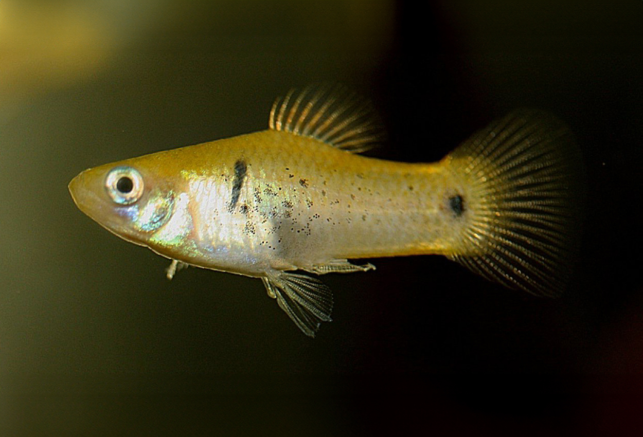 Foto på fisken Xiphophorus maculatus