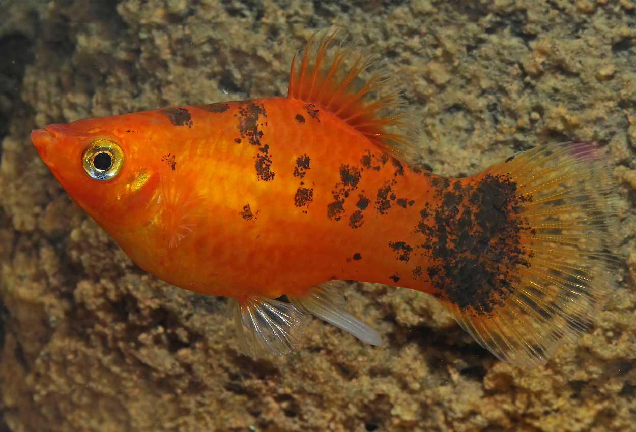 Berliner platy