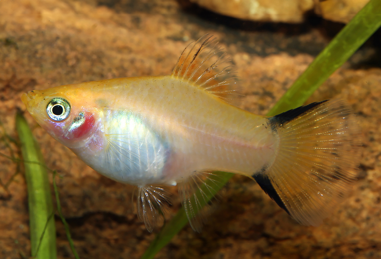 Gul comet platy