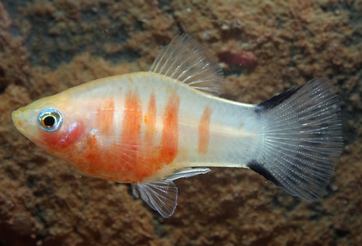 Gul korallzebra-platy