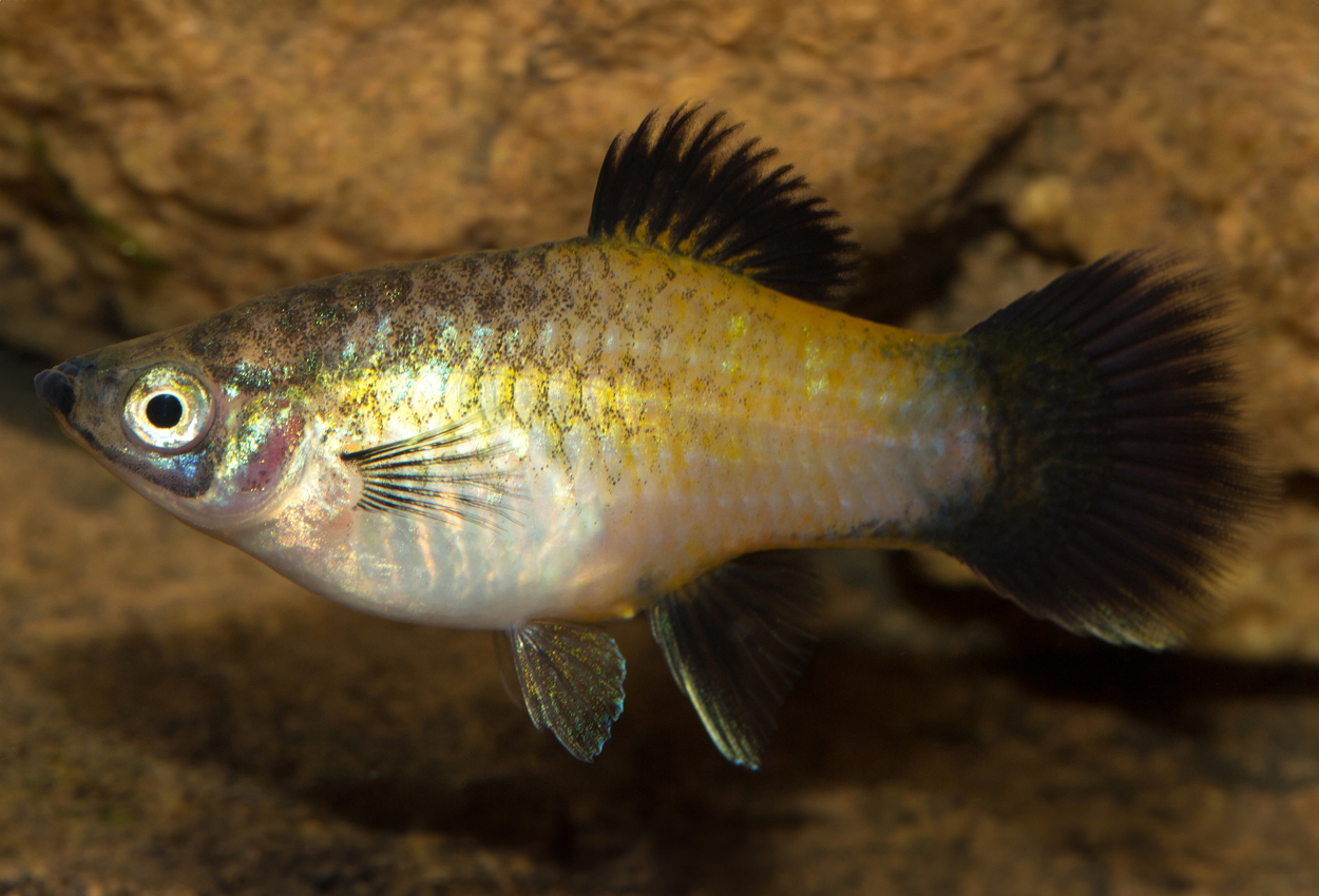 Gul wagtail-platy