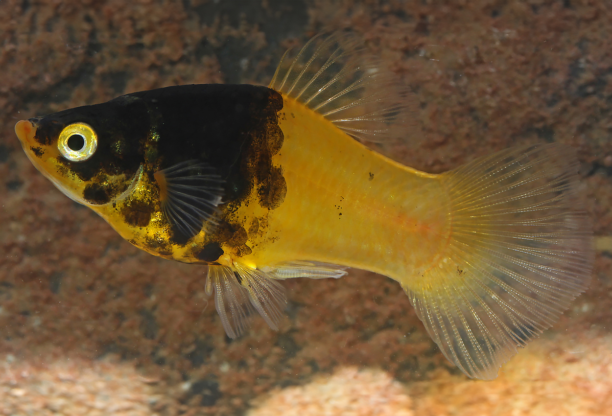 Foto på fisken Xiphophorus maculatus