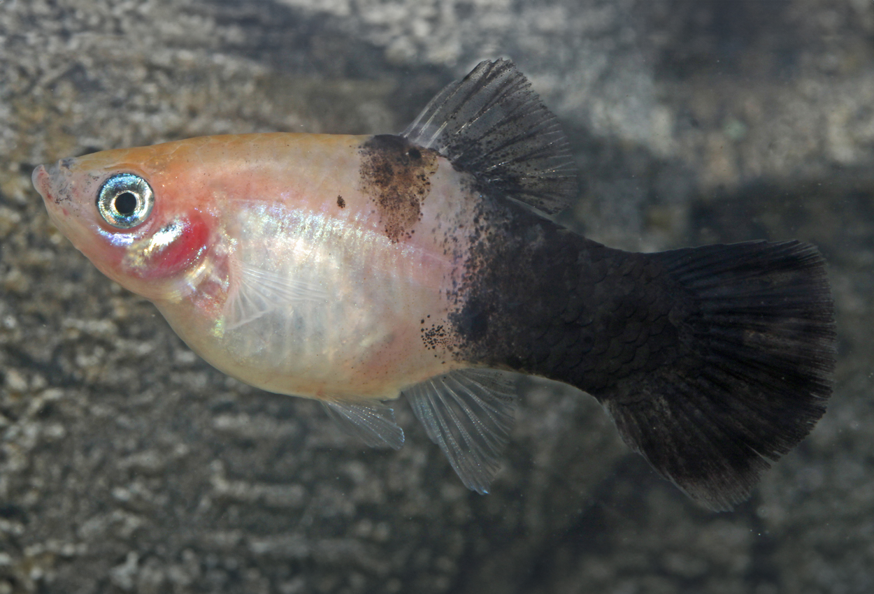 Foto på fisken Xiphophorus maculatus