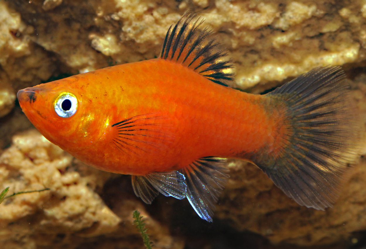 Foto på fisken Xiphophorus maculatus