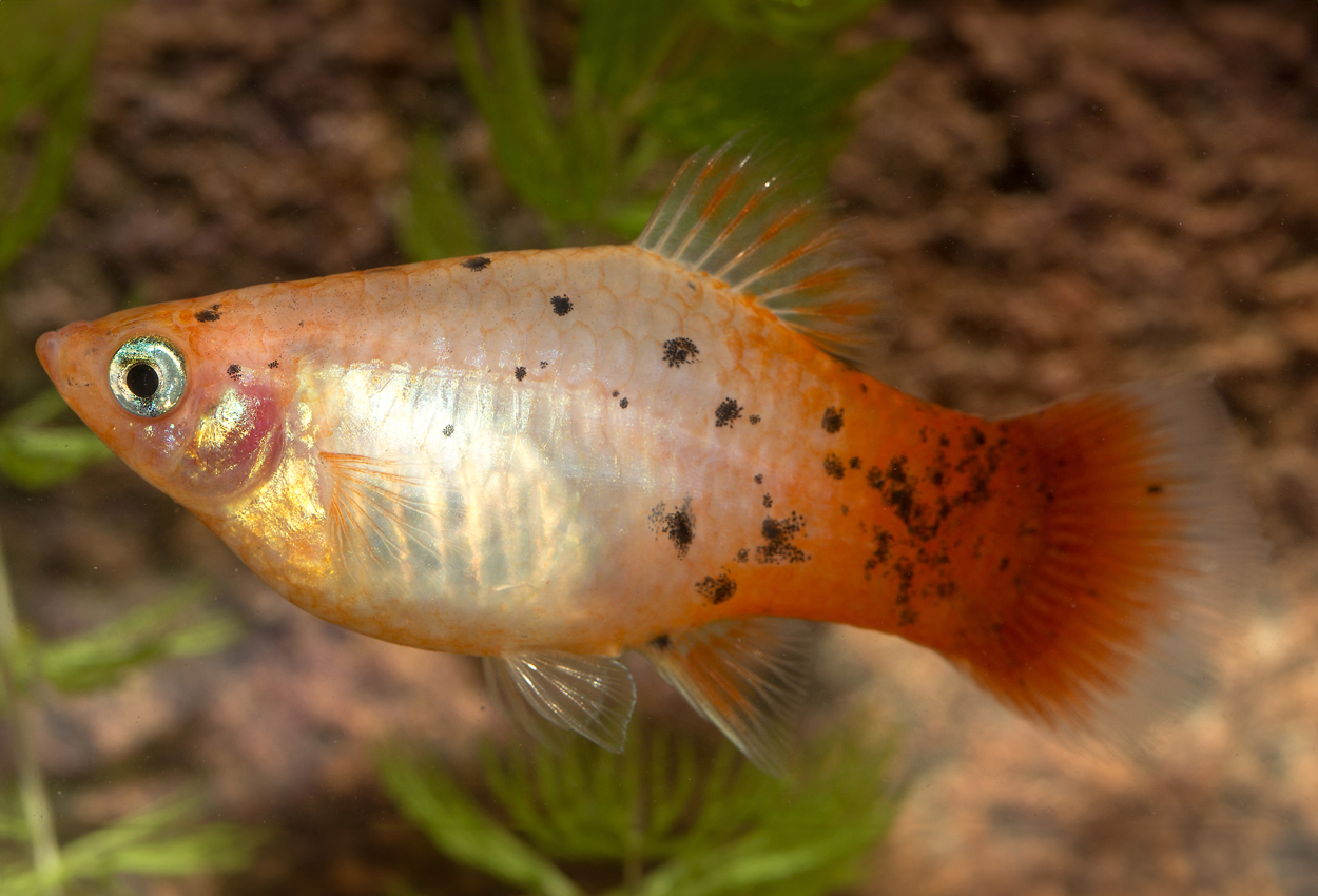 Rödstjärtad kristall-platy