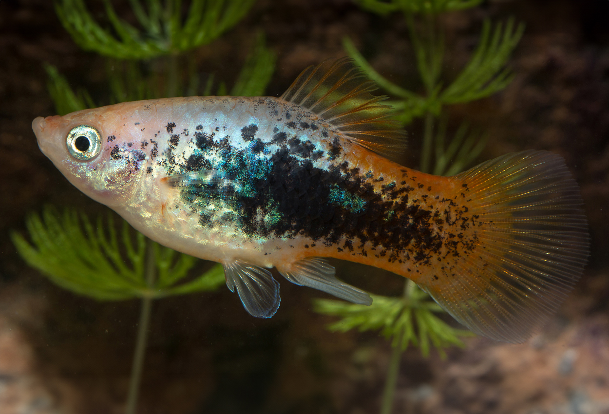 Rödstjärt tuxedo platy