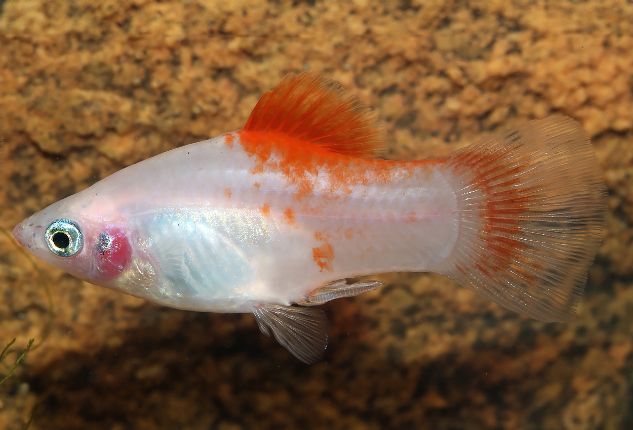 Foto på fisken Xiphophorus maculatus