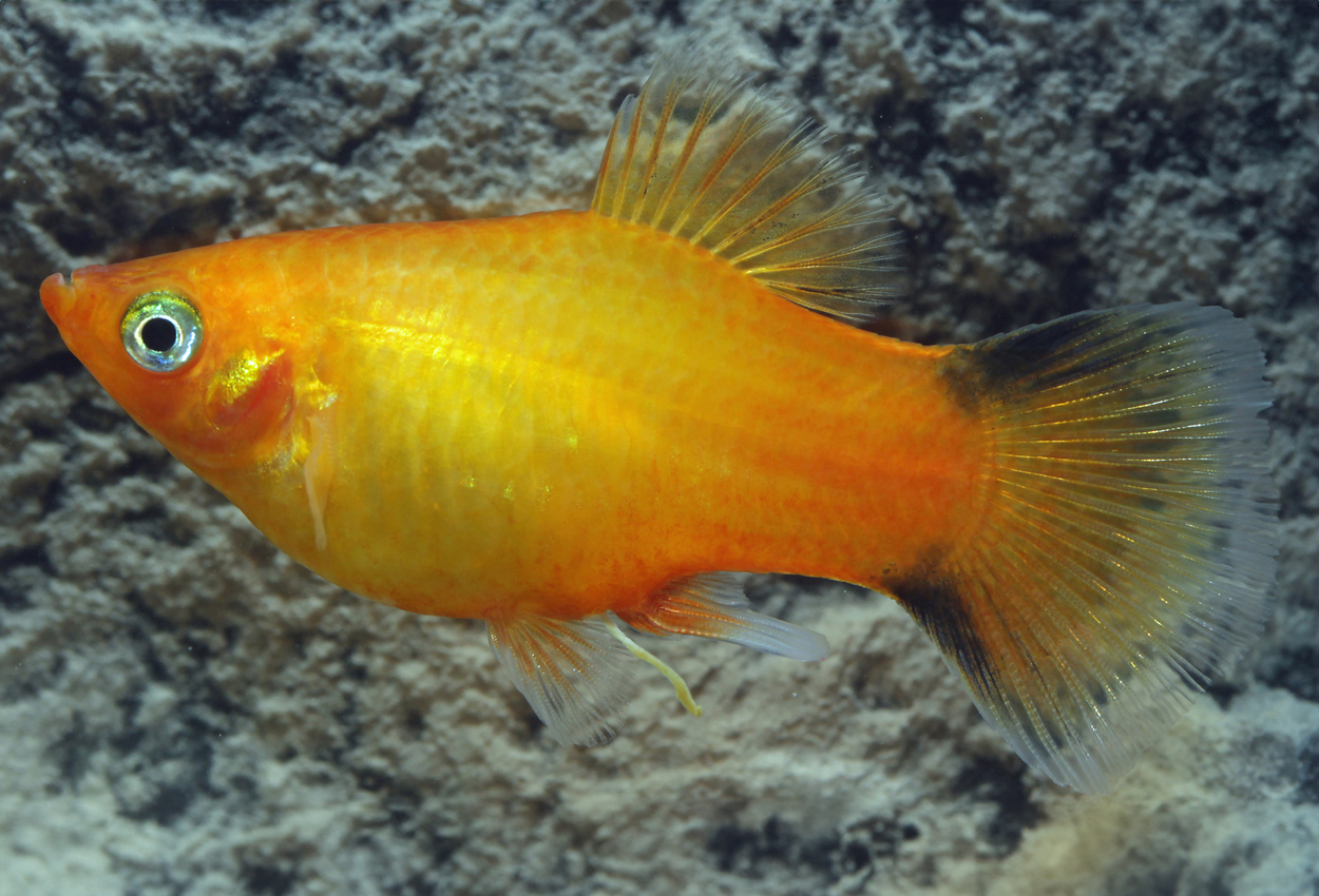 Sunset comet platy