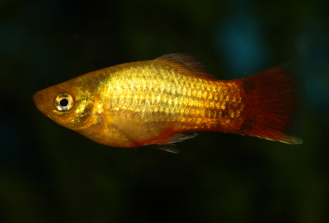 Sunset neon musse pigg platy