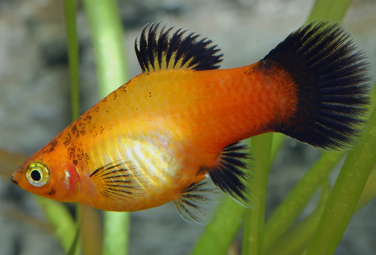 Foto på fisken Xiphophorus maculatus