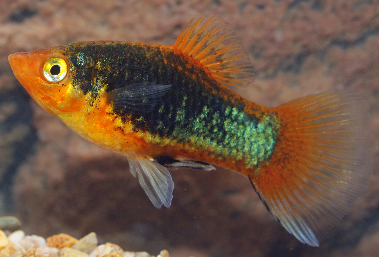 Foto på fisken Xiphophorus maculatus