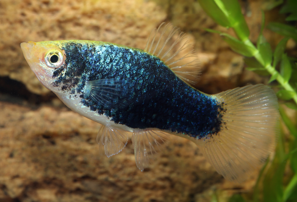 Foto på fisken Xiphophorus maculatus