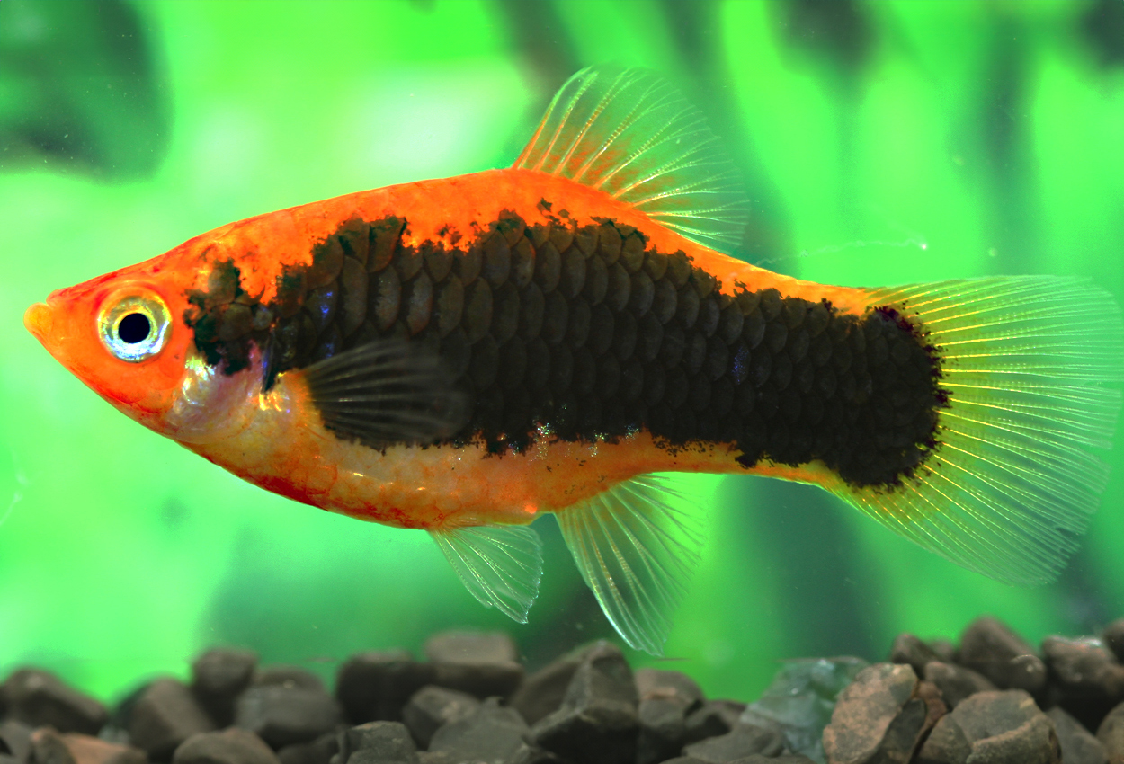 Tuxedo platy