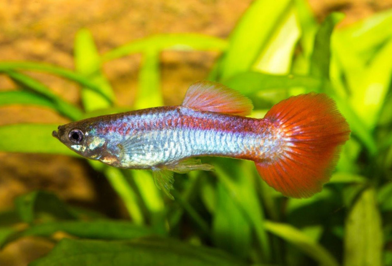 Guppy rödstjärtad metallic hane