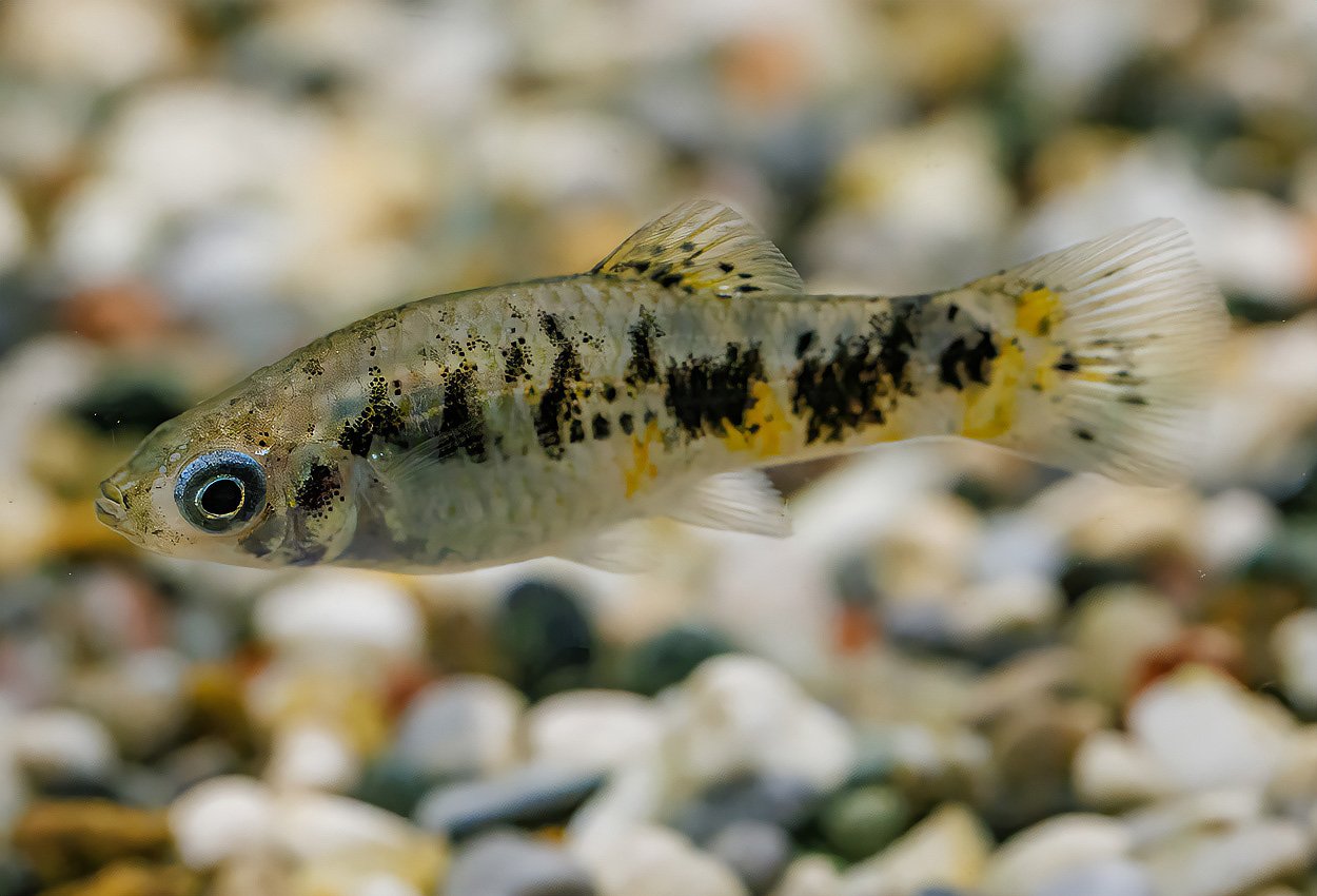 Foto på fisken Limia vittata