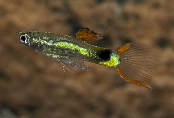 Endlers guppy Campona48 Black-green