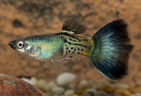 Guppy blå safir hane