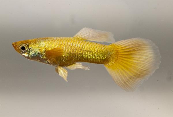 Guppy elefantear 24k gold hane