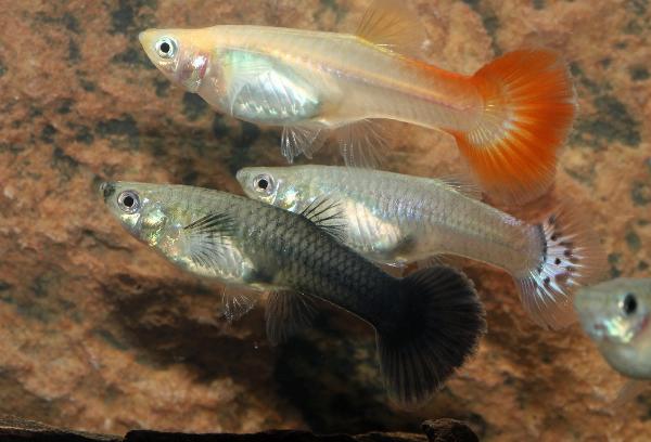 Guppy honor mix