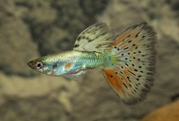 Guppy red dragontiger hane