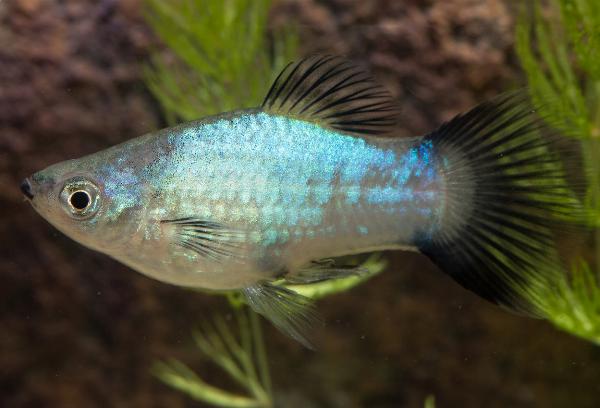 Blå neon wagtail platy