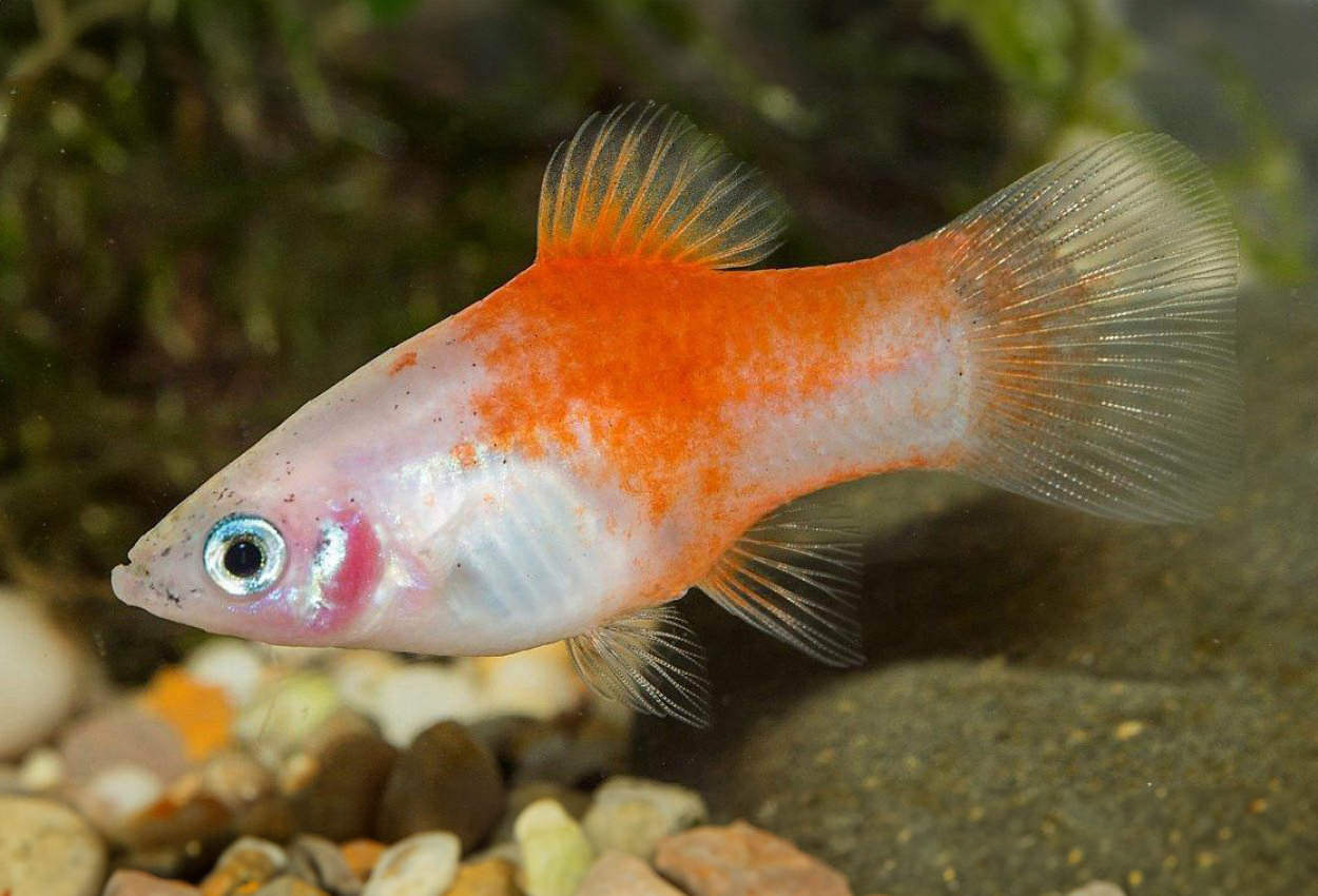 Red top silver platy