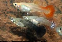 Guppy mix honor