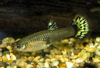 Guppy kingcobra hona