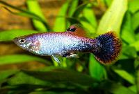 Guppy kopparstjärtad metallic hane