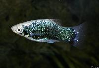 <i>Xiphophorus maculatus</i> (hane)