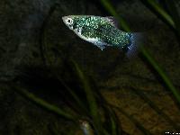 <i>Xiphophorus maculatus</i> (hane)