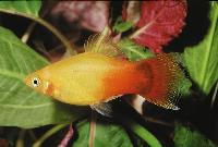 <i>Xiphophorus maculatus</i>, Sunset neon musse