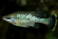 <i>Ameca splendens</i>