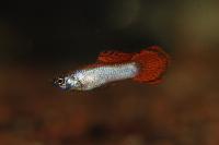 <i>Poecilia reticulata</i> - Spade tail grey Moscow