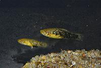 Catemacos platy