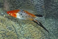 <i>Xiphophorus hellerii</i>, koi sanke