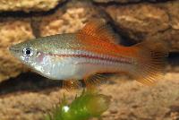 <i>Xiphophorus hellerii</i>, neon