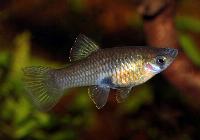 <i>Phallichthys amates</i>
